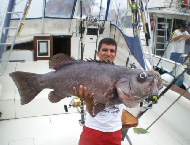Gigantescas piezas marinas